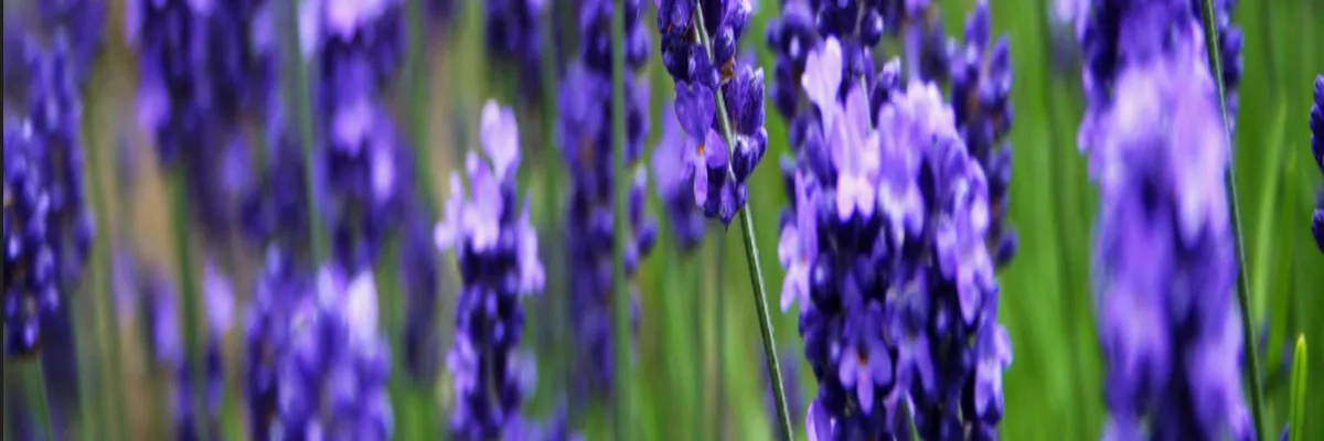 Image Installation borne de recharge Grasse