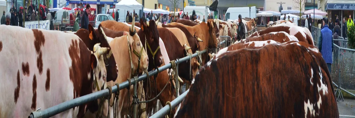 image-installation-borne-de-recharge-yvetot.webp Image Installation borne de recharge Yvetot